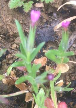 Image of slender phlox