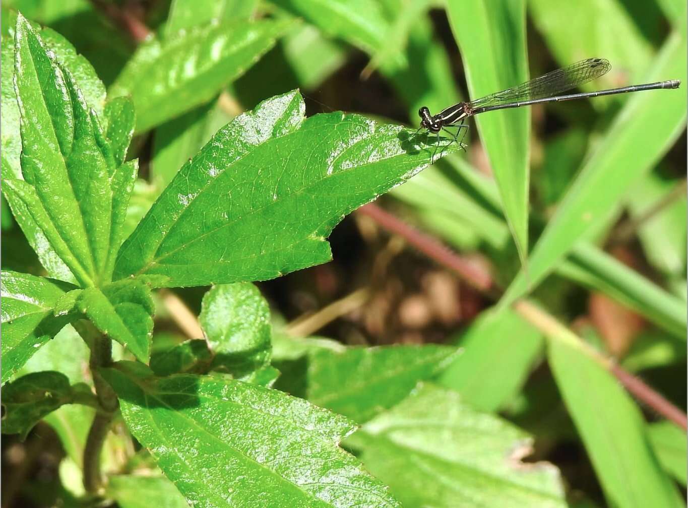 Image of Prodasineura autumnalis (Fraser 1922)