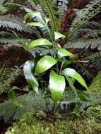 Image of Asplenium oblongifolium Col.