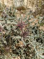 Image of Centaurea aegyptiaca L.