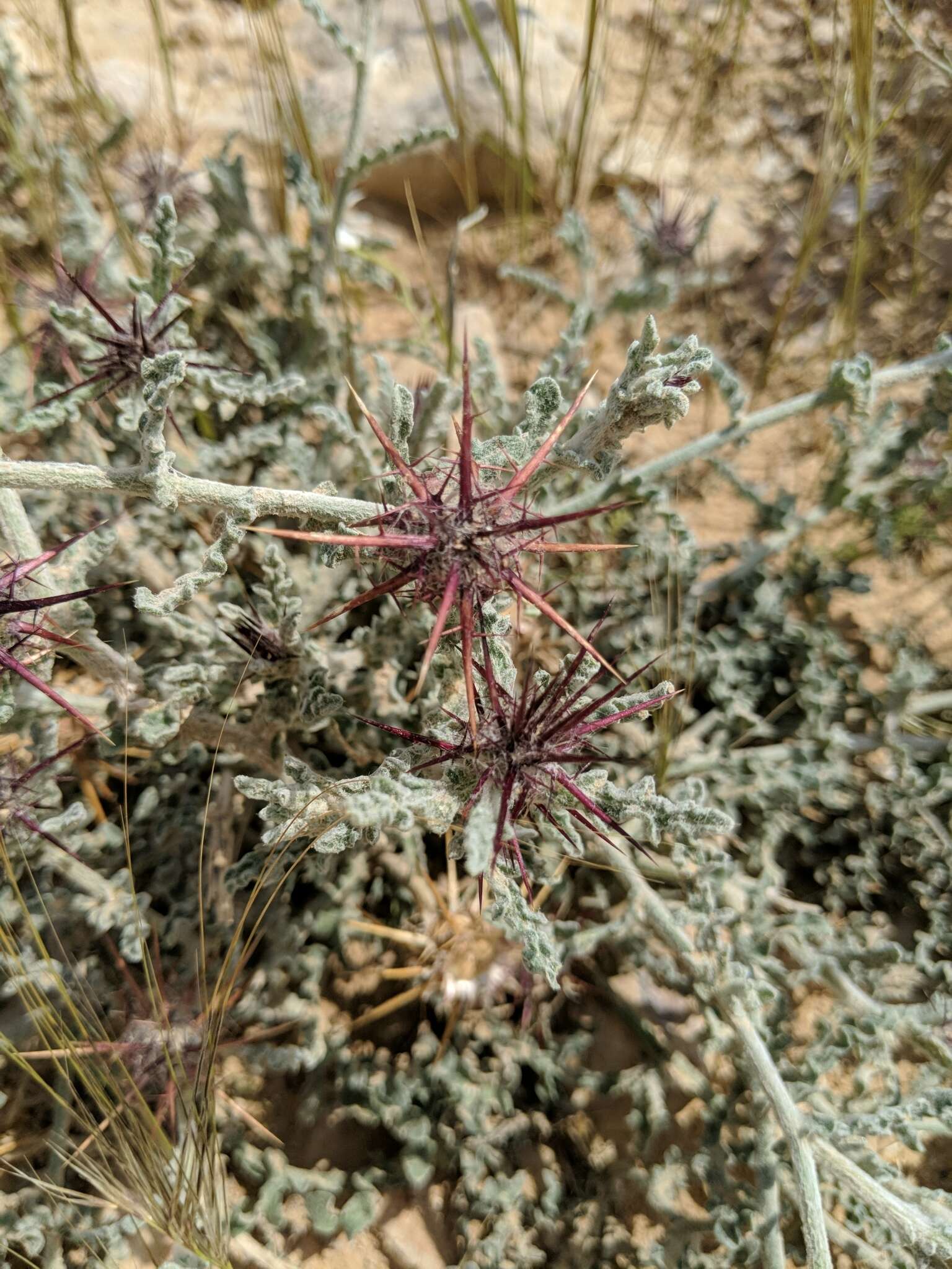 Image of Centaurea aegyptiaca L.