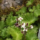 Sivun Micranthes nelsoniana var. cascadensis (Calder & Savile) Gornall & H. Ohba kuva