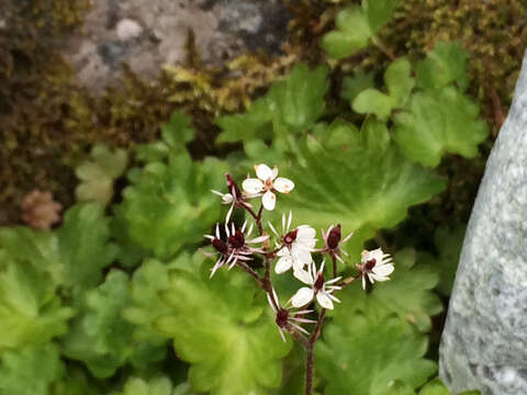 Sivun Micranthes nelsoniana var. cascadensis (Calder & Savile) Gornall & H. Ohba kuva