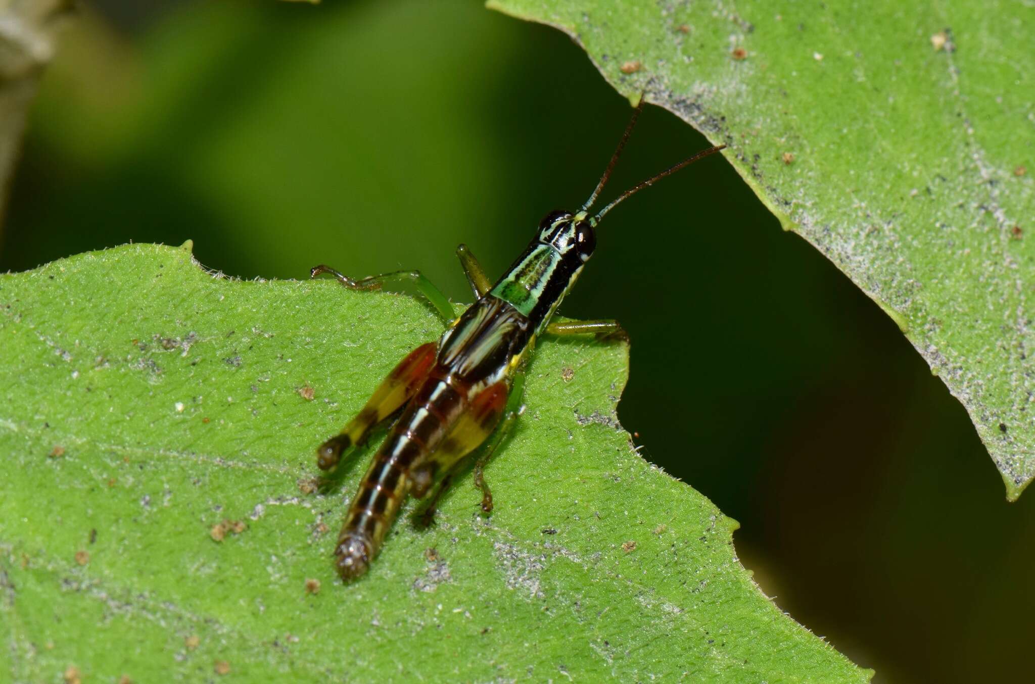 Image of Stenopola boliviana (Rehn & J. A. G. 1913)