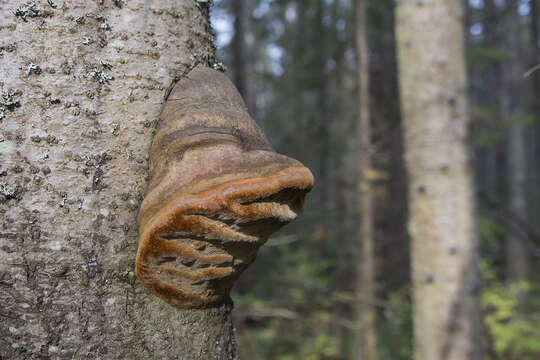 Phellinus hartigii (Allesch. & Schnabl) Pat. 1903的圖片