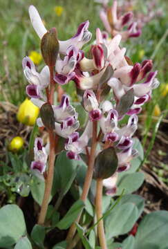 Image of Corydalis ledebouriana Kar. & Kir.