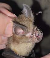 Image of Halcyon Horseshoe Bat