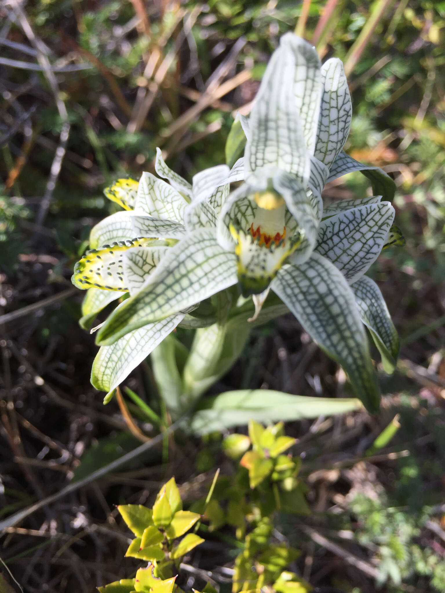 Plancia ëd Chloraea magellanica Hook. fil.