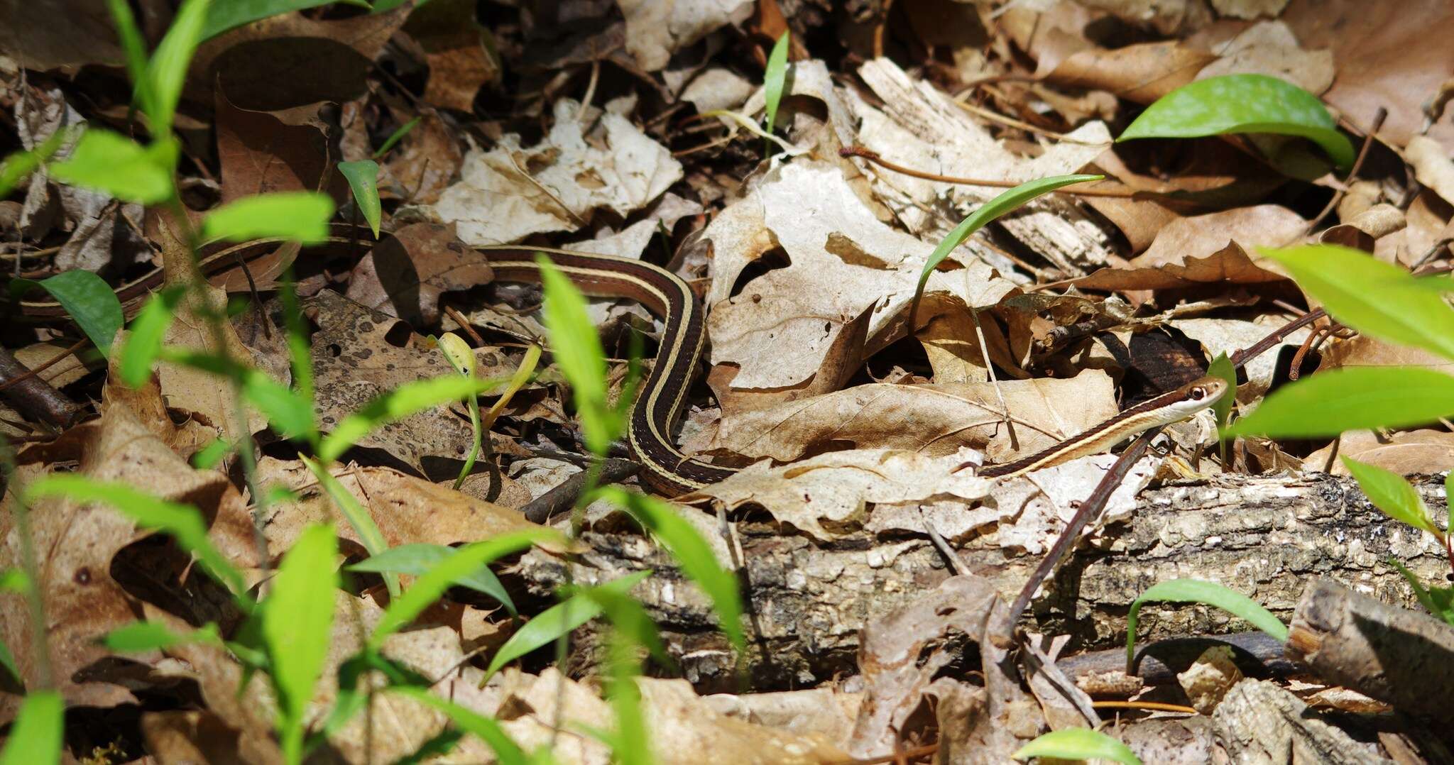 Image of Thamnophis saurita saurita (Linnaeus 1766)