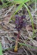 Imagem de Orobanche gamosepala Reuter