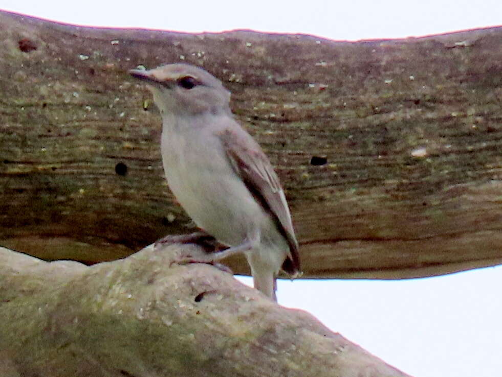 Image of <i>Fraseria plumbea orientalis</i>