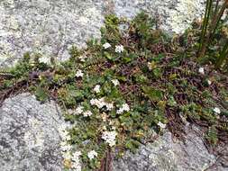 Image of Pimelea carnosa C. J. Burrows