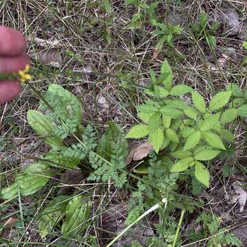 Image of soft agrimony