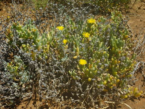 صورة Malephora crassa (L. Bol.) Jacobsen & Schwant.