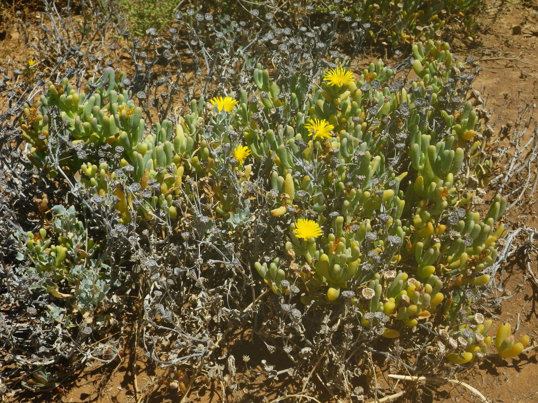 صورة Malephora crassa (L. Bol.) Jacobsen & Schwant.