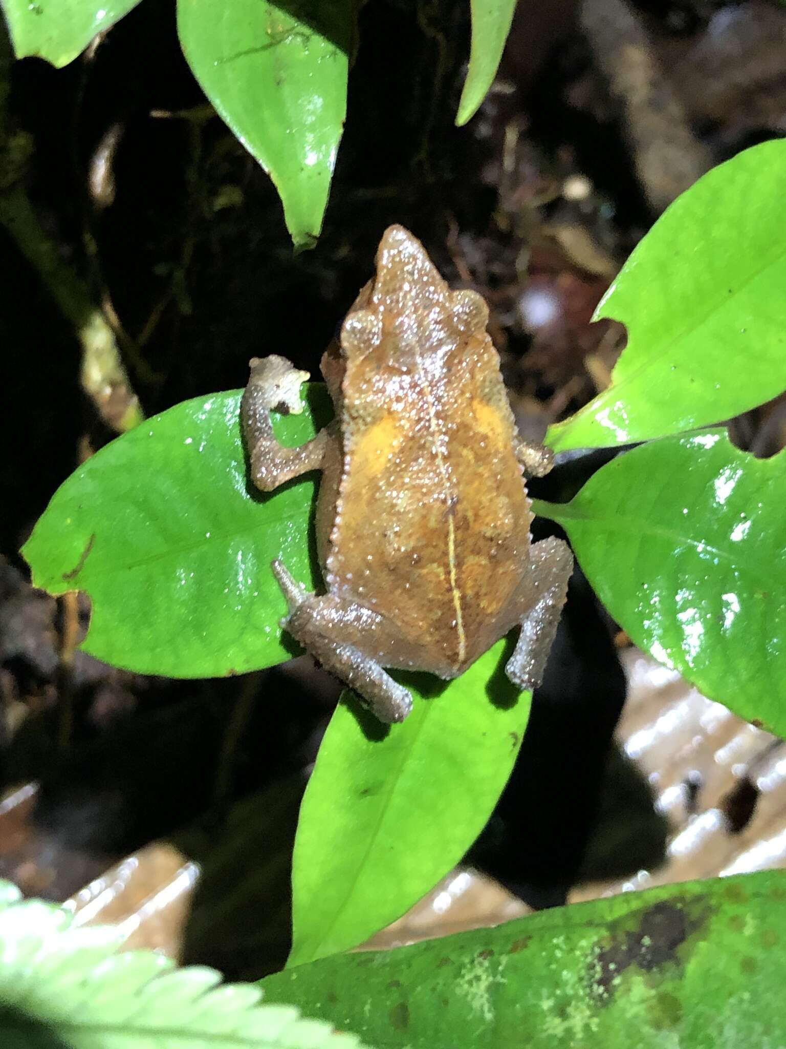 صورة Rhinella festae (Peracca 1904)