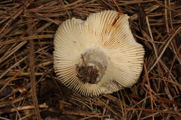 Image of Russula modesta Peck 1907