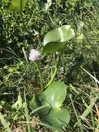 Image of Tropical Pickerelweed