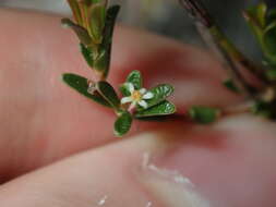 Image of Pseudanthus orientalis F. Muell.