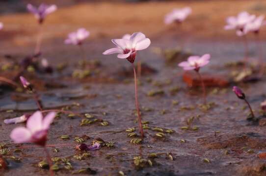 Sivun Oxalis oculifera E. G. H. Oliver kuva