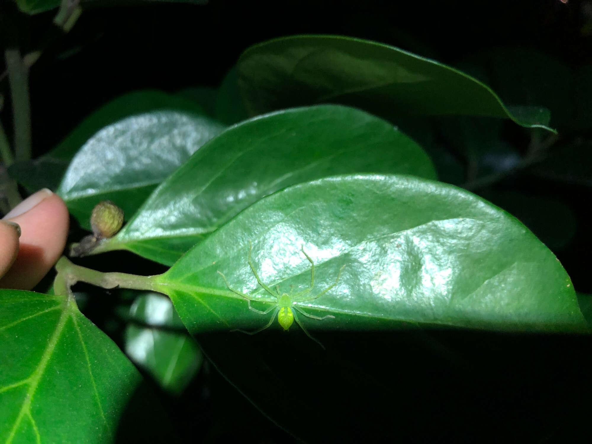 Image de Gnathopalystes taiwanensis Zhu & Tso 2006