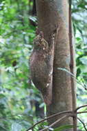 Image of Malayan Flying Lemurs