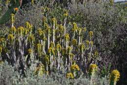 Sivun Euphorbia caerulescens Haw. kuva