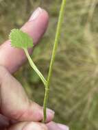 Image of Pimpinella caffra (Eckl. & Zeyh.) D. Dietr.