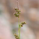 Image of Carex turkestanica Regel