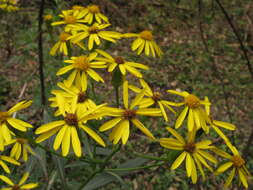 Sivun Senecio rudbeckiifolius Meyen & Walp. kuva