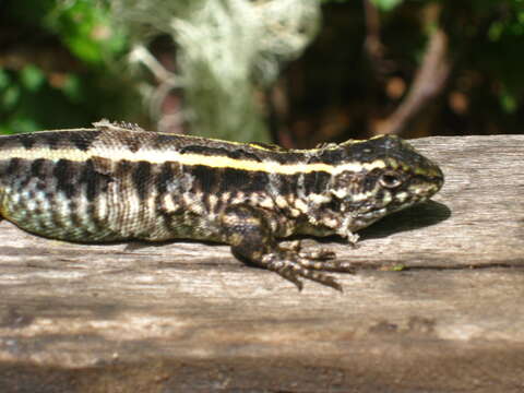 Image of Painted Tree Iguana