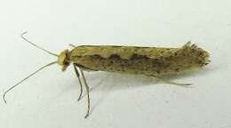 صورة Plutella xylostella Linnaeus 1767