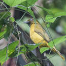 Imagem de Brachypodius fuscoflavescens Hume 1873