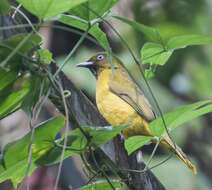 Image of Andaman Bulbul