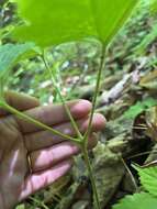 Image of Appalachian bugbane