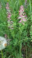 Image of drug fumitory