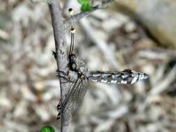 Image of Pilacmonotus sabulosus (Walker 1853)