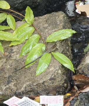 Image of Crested Lizard