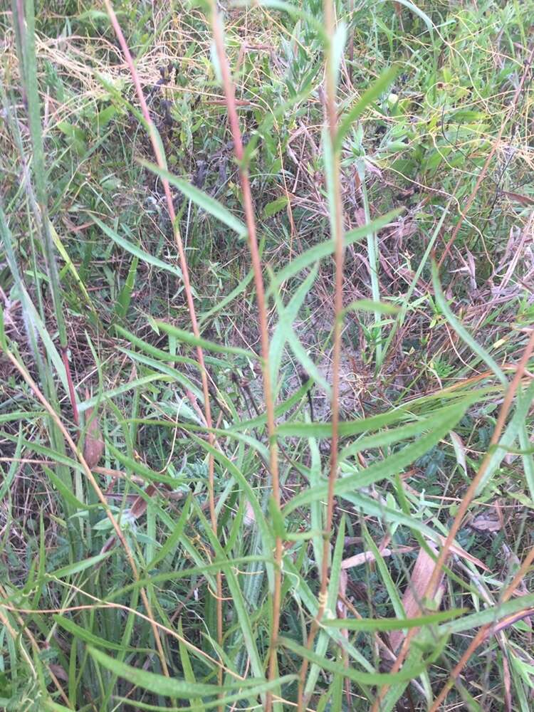 Image of Solidago nitida Torr. & A. Gray