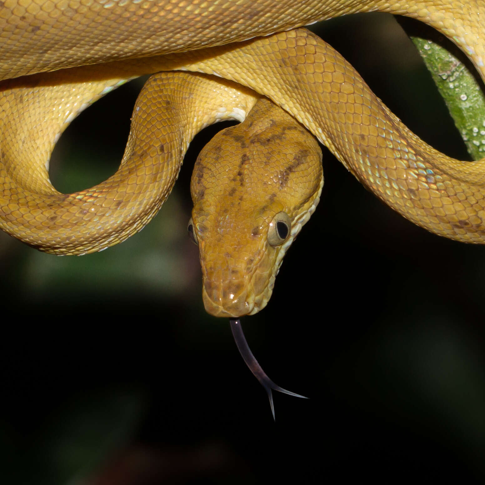 Image of Corallus hortulana (Linnaeus 1758)