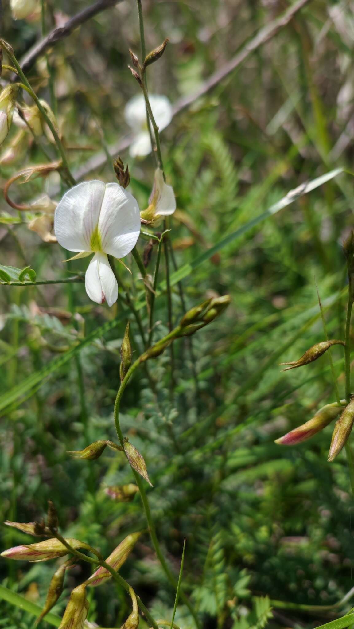 Image of Coursetia gracilis Lavin