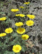 Image of Anthemis marschalliana Willd.