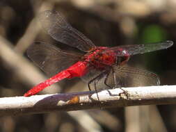 Imagem de Rhodothemis rufa (Rambur 1842)