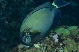 Imagem de Acanthurus maculiceps (Ahl 1923)