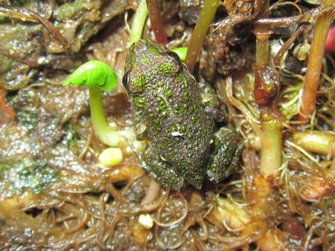 Image of Chile Four-eyed Frog