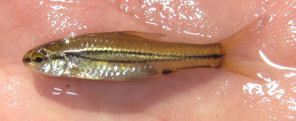 Image of Hyphen barb