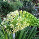 Imagem de Eucomis pallidiflora subsp. pallidiflora