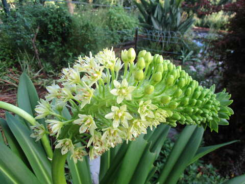 Imagem de Eucomis pallidiflora subsp. pallidiflora