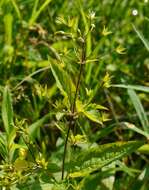 Image of fringed loosestrife