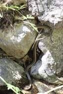 Image of Thamnophis atratus hydrophilus Fitch 1936